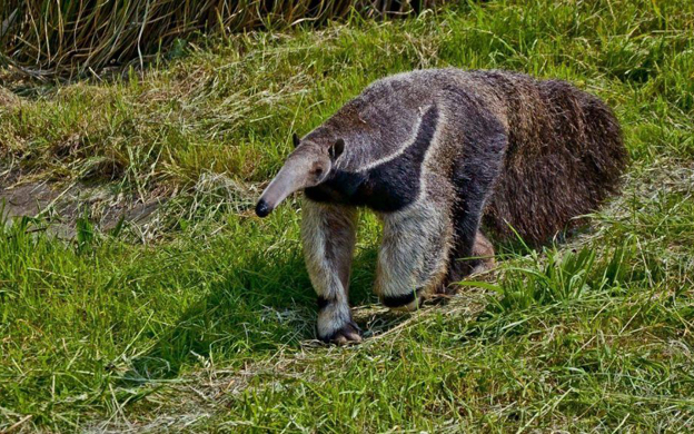 Descubren nuevas especies de osos hormigueros en Brasil