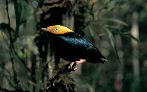 Hallan nueva especie de ave en la Amazonia peruana