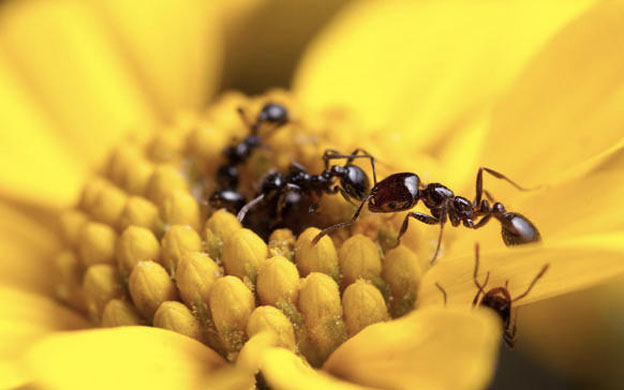 Antibióticos de hormigas podrían aplicarse a humanos